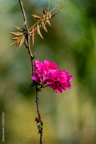 Flor rosa