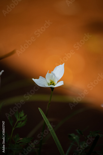 Flor branca
