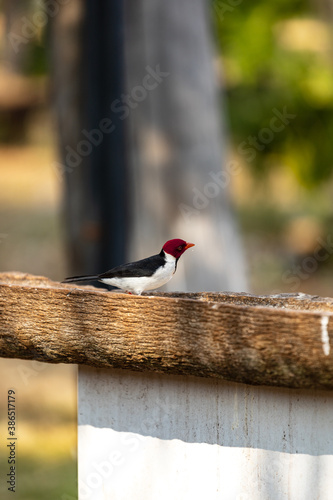 Cardeal-do-pantanal