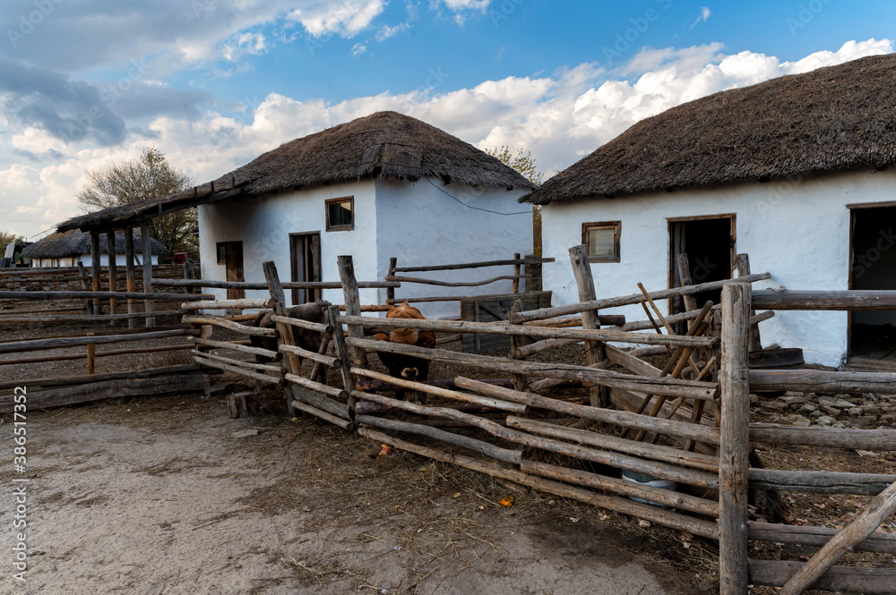 Fototapeta premium Several cattle in cossack's farmyard on Don, Russia