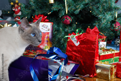 Siamese cat sneaking a look at presents under the tree