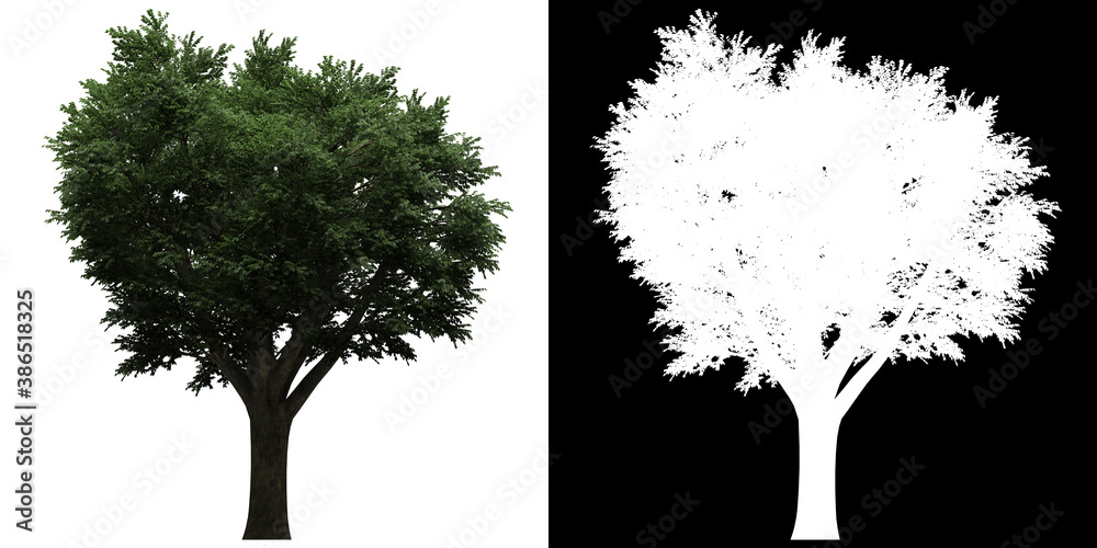 Fototapeta Left view of Generic Tree. PNG with alpha channel to cutout. Made from 3D model for compositing.