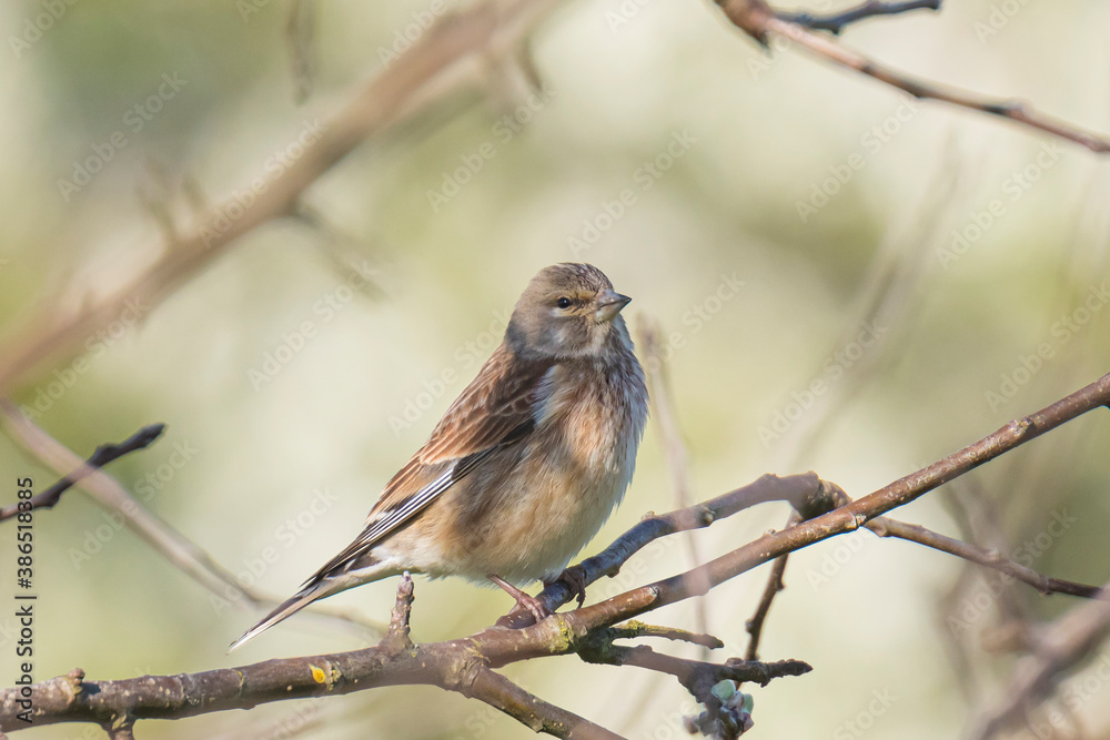 Linnet bird female, Carduelis cannabina singing Linnet bird female, Carduelis cannabina singing