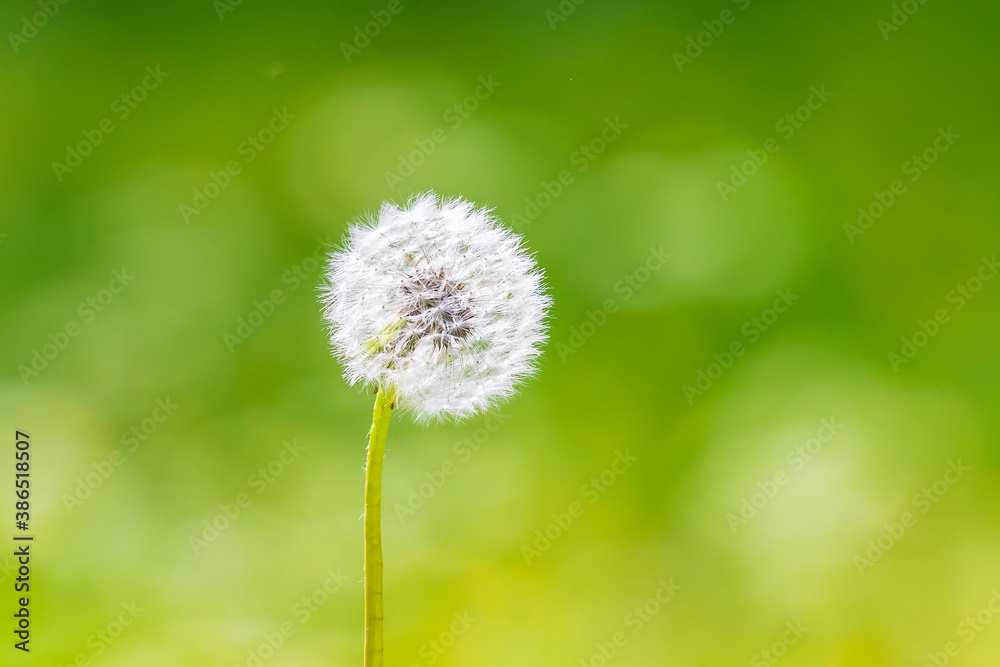 Dandelion seeds blowing away with the wind in a natural blooming meadow