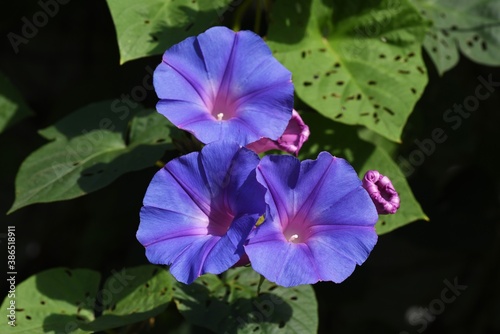 Ipomoea indica flowers that covered the house.