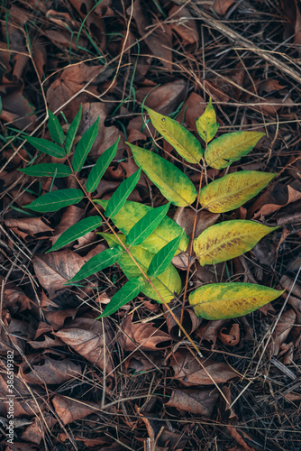 two small twigs with green leaves lying on the ground on autumn leaves. concept of autumn and hope