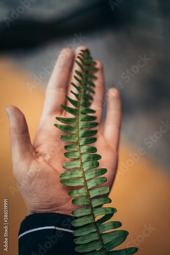 hand holding a green fern leaf