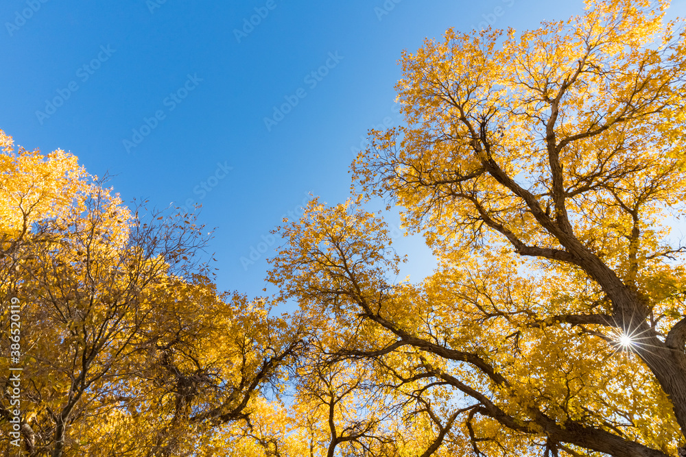 populus euphratica forest against a blue sky populus euphratica forest against a blue sky