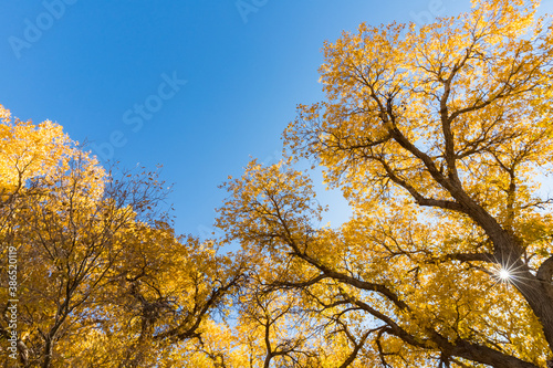 populus euphratica forest against a blue sky