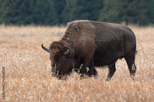 American bison grazing in a meadow