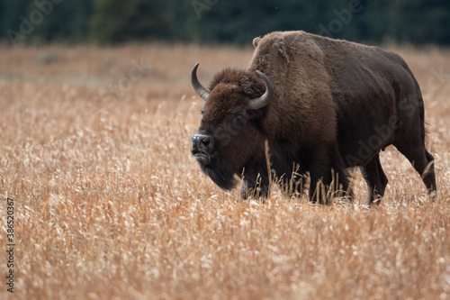 Fototapeta Naklejka Na Ścianę i Meble -  American bison grazing in a meadow