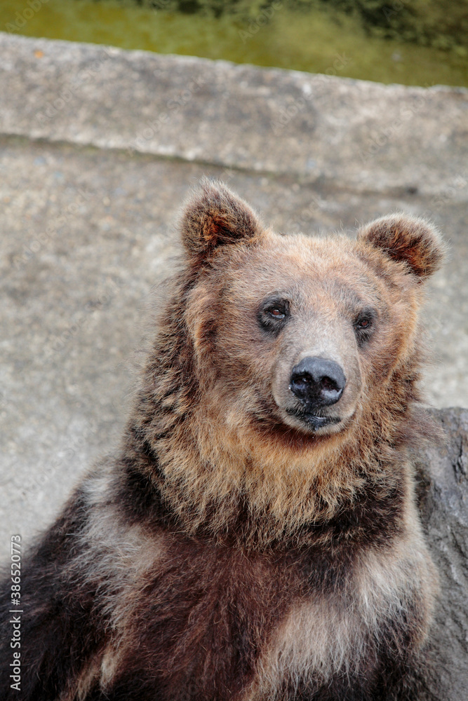 Obraz premium 阿仁熊牧場ヒグマ