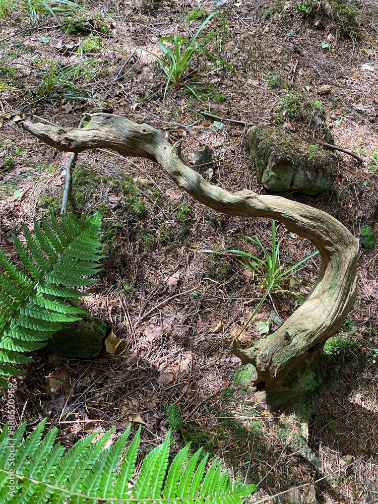 Obraz premium tree in the forest