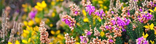 Schilderij op canvas Blooming purple heather and yellow gorse flower close-up