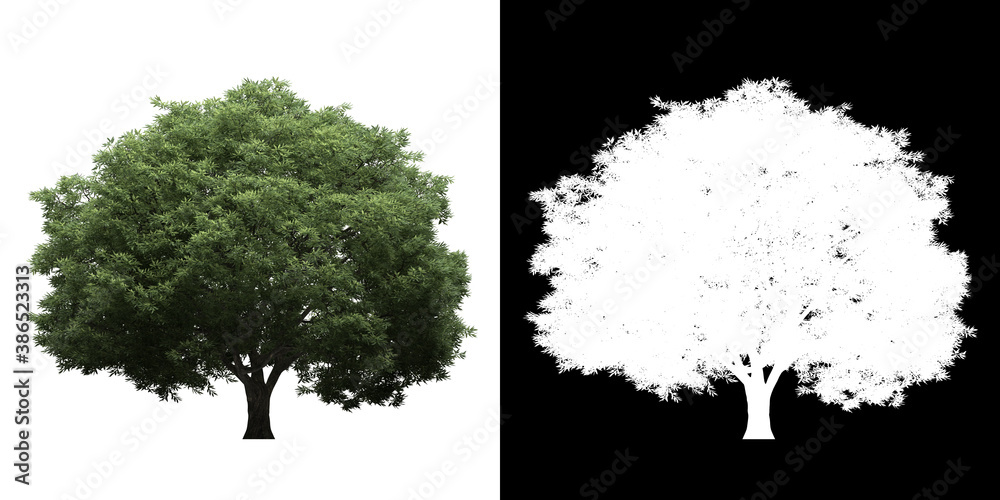 Fototapeta Front view of Generic Tree. PNG with alpha channel to cutout. Made from 3D model for compositing.