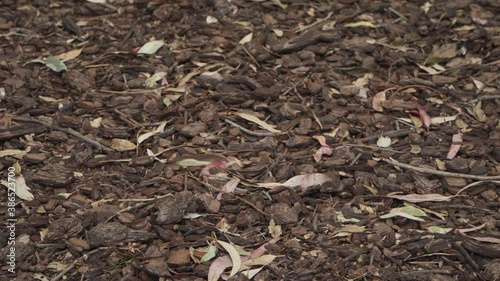 Tilt up reveal shot of a floor of wooden bark at the forest