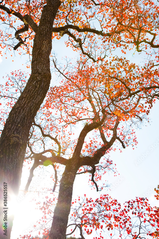Fototapeta premium 奈良公園の紅葉ナンキンハゼ