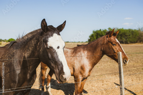 pareja de caballos en un campo © Emablom