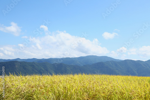 信州の山々と稲