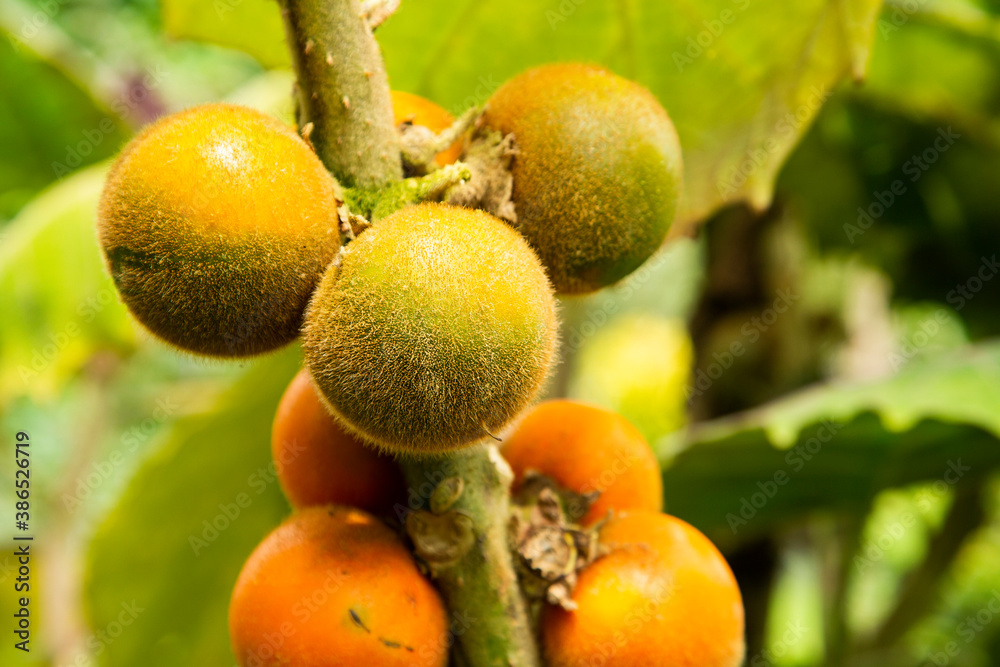 Solanum quitoense fruit on the tree - Lulo organic fruit Solanum quitoense fruit on the tree - Lulo organic fruit