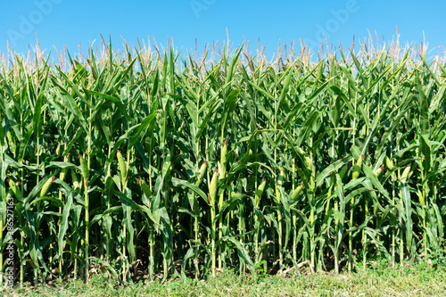 Green corn stalks with ears and leaves on an industrial agriculture field photo