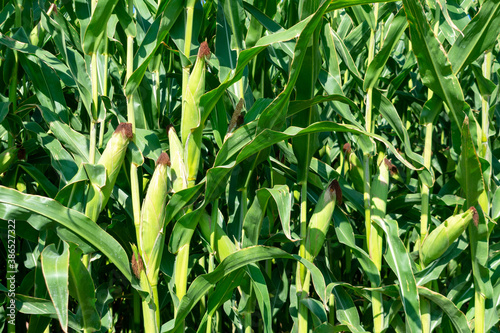 Close up. Green corn stalks with ears and leaves