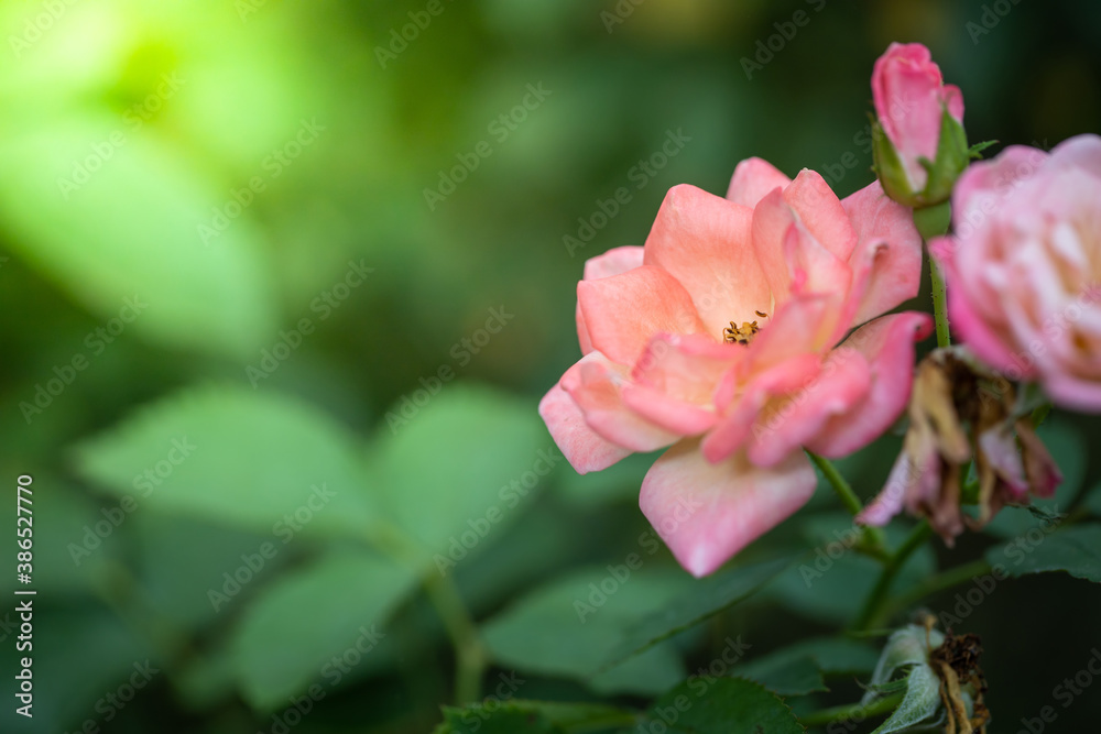 Obraz premium Roses in the garden