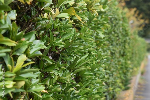 A hedge made of Sweet viburnum.