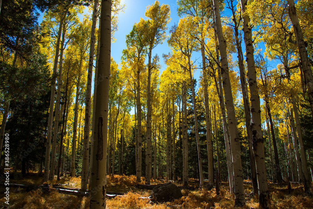 Aspen trees during the fall in Flagstaff, AZ. 