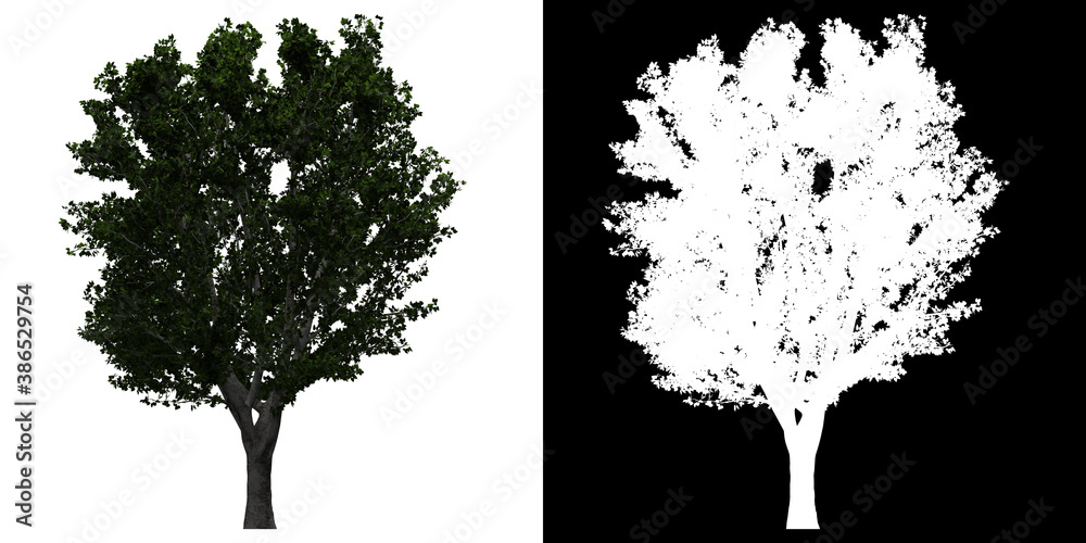 Fototapeta Left view of Generic Tree. PNG with alpha channel to cutout. Made from 3D model for compositing.