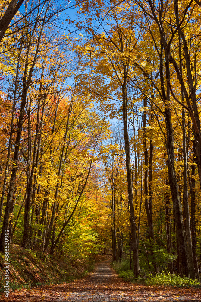 Trees showing their autumn colors of yellow, red and orange leaves, line a one lane, dirt country road during a sunny Fall day.  