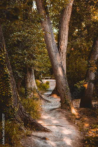 pequeño camino de bosque entre arboles centenarios en una imagen otoñal