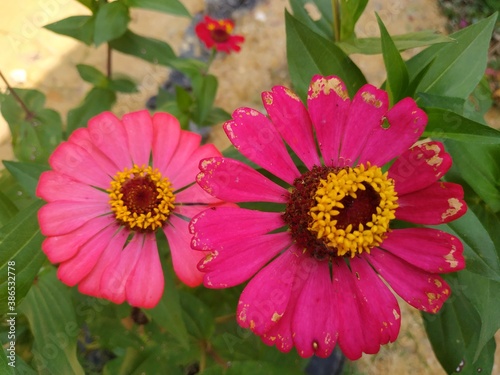 pink flower