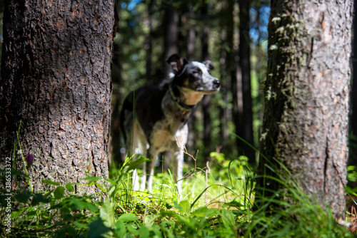 Border collie blue heeler dog walking among tall trees in a forest