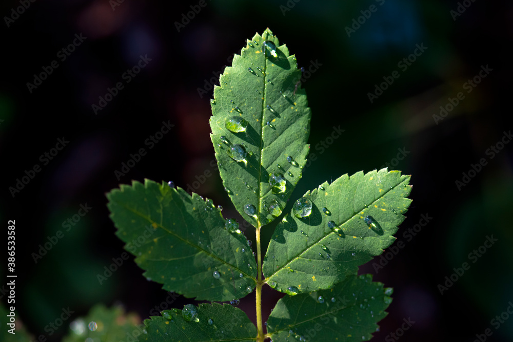 Three green leaves isolated with water droplets in the morning sun Three green leaves isolated with water droplets in the morning sun