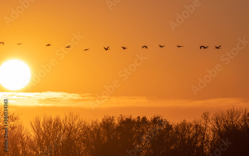 Birds are flying over sunrise sky