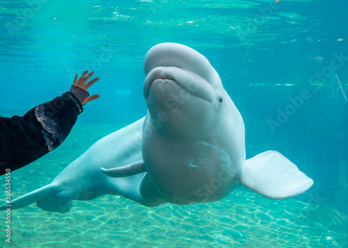 Fototapeta beluga whale  in aquarium