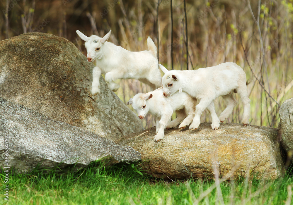 Lovely Baby Goats Play on Rock, New England, US Lovely Baby Goats Play on Rock, New England, US