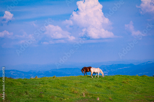 Paisaje Natural, caballos comiendo pasto en las altas montañas 