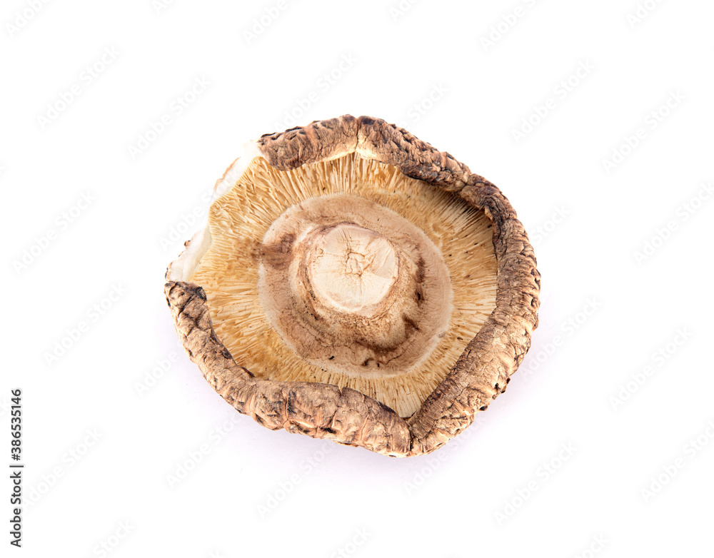 One dried mushroom on white background