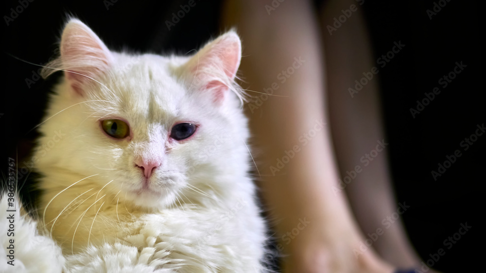 portrait of a white cat against the background of slender legs of a girl. low light. color portrait of a white cat against the background of slender legs of a girl. low light. color