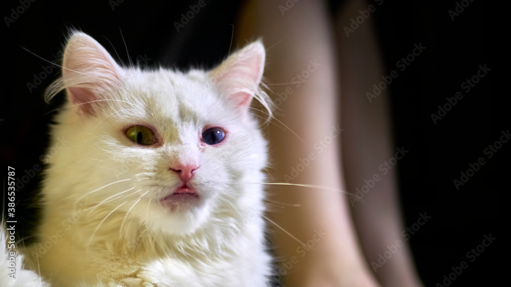 portrait of a white cat against the background of slender legs of a girl. low light. color portrait of a white cat against the background of slender legs of a girl. low light. color