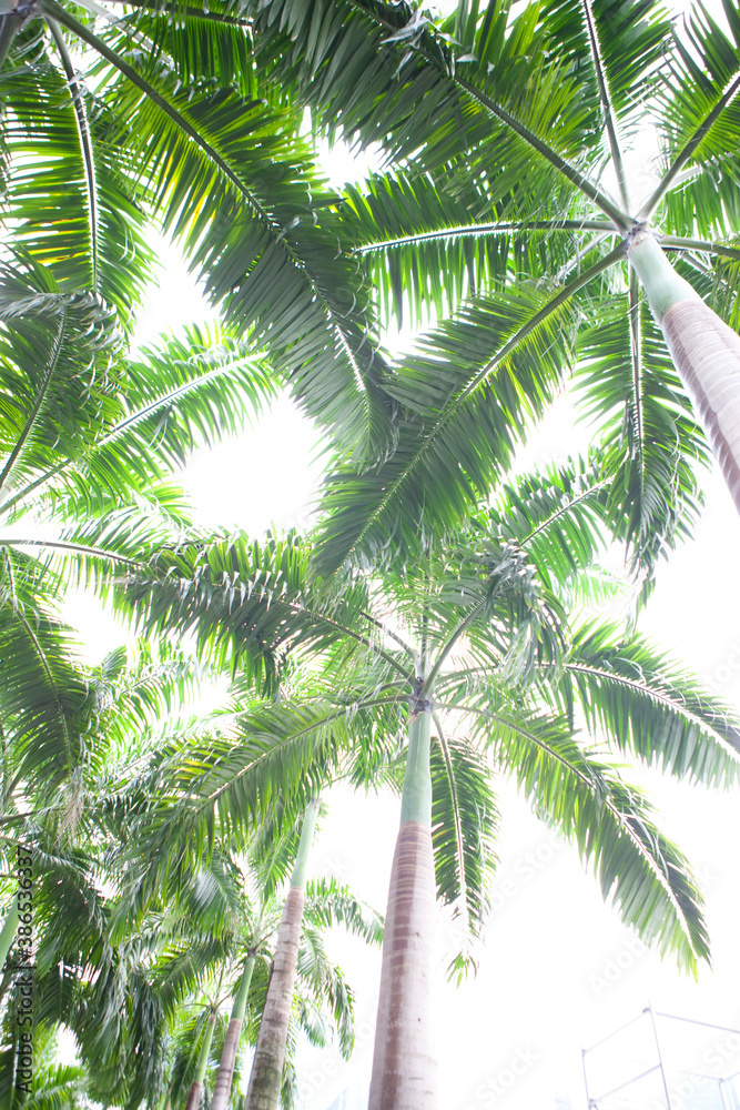 Fototapeta premium ヤシの木