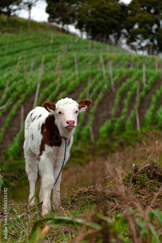 calf in the beautiful mountains of boyaca colombia