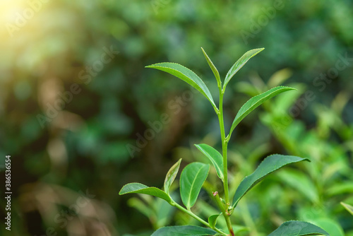 Fresh tea leafs in plantation.