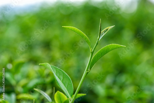 Fresh tea leafs in plantation.