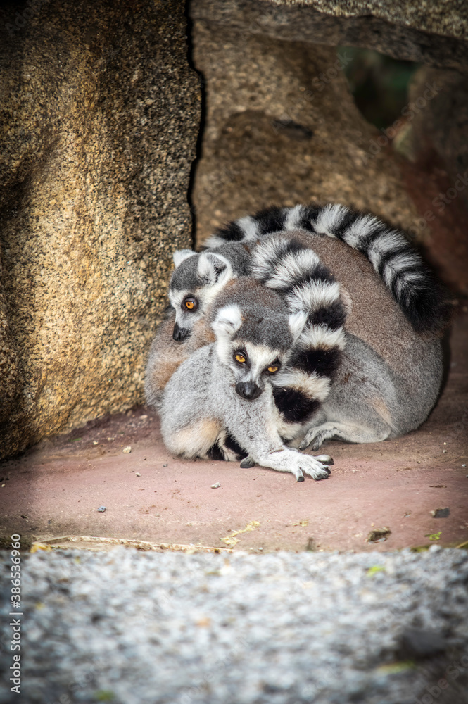 Fototapeta premium Two Lemurs