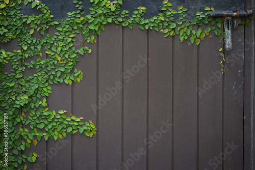 ivy on the wall