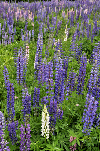 Lush field of colorful lupine flowers. Tall spikes of blue, white, violet, and pink blossoms.