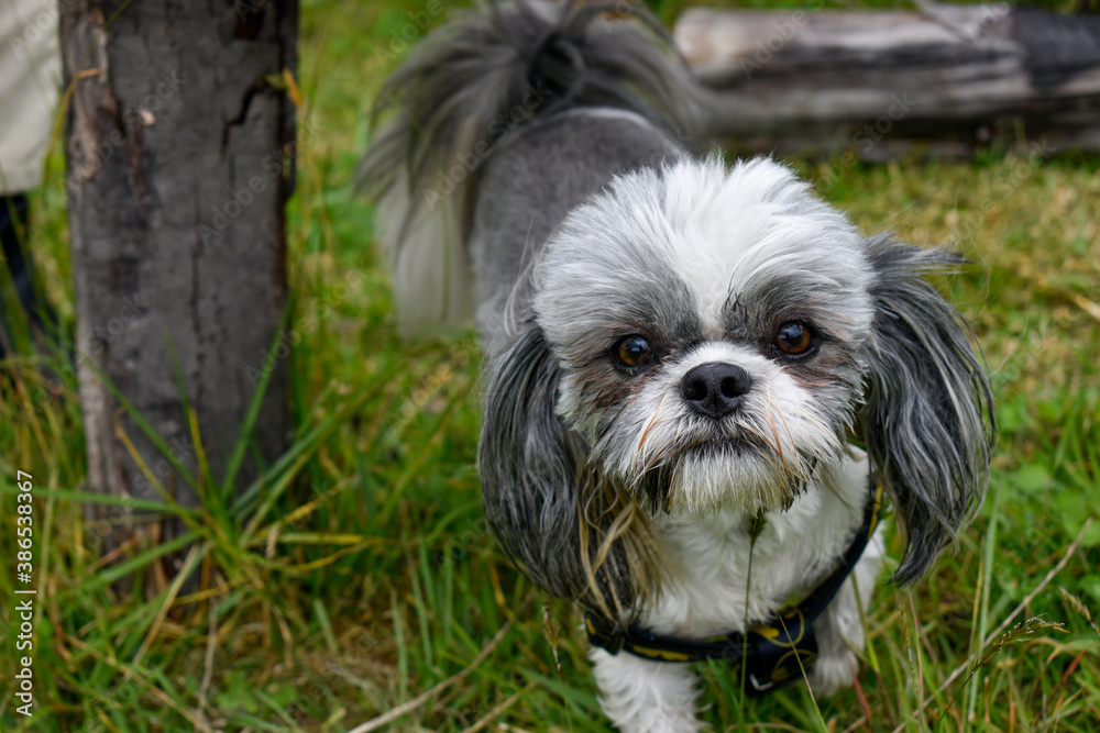 Gaze of a young shitsu dog at the camera, located in a field on the outskirts of the city, taken at ground level and at noon. Gaze of a young shitsu dog at the camera, located in a field on the outskirts of the city, taken at ground level and at noon.